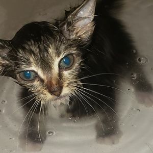 Meet your Posher, Izzabella